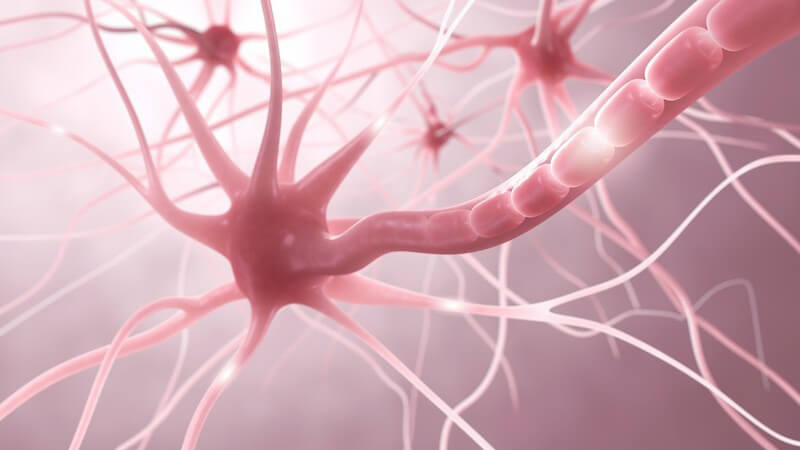 3-D-Grafik von Nervenzellen und Myelinscheide