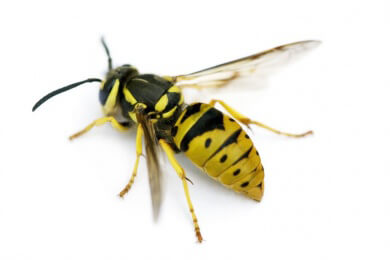 Wie man Bienen, Wespen, Hornissen und Hummeln unterscheidet