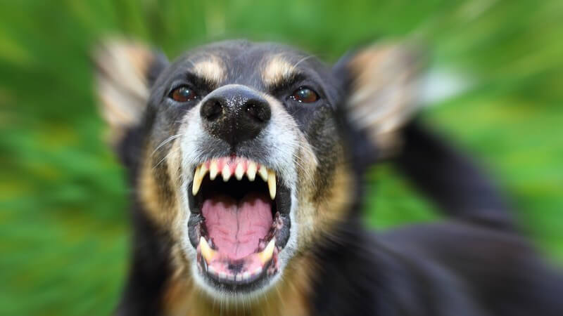 Bellender schwarzbrauner Hund mit furchteinflößenden Zähnen