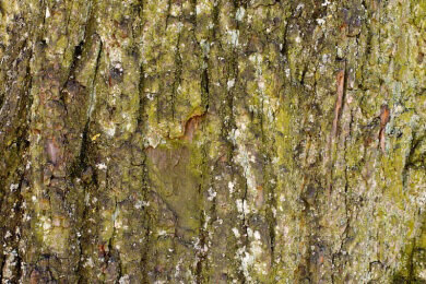Heilkraft der Natur: In vielen Baumrinden verbirgt sich Medizin