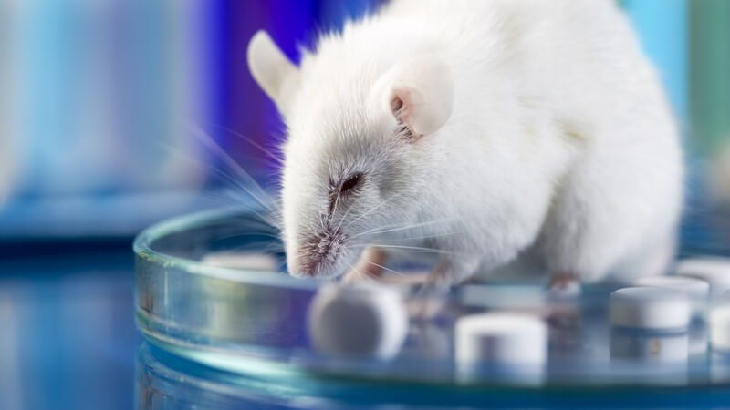Weiße Maus sitzt in einer Petrischale mit Tabletten in einem Labor