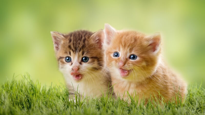 Zwei kleine Katzenbabys sitzen im Gras