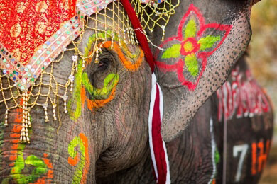 Das Elefanten-Festival im indischen Jaipur wurde in diesem Jahr abgesagt:Tierschützer waren dagegen