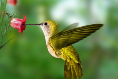 Die Kolibris sind wahre Luftakrobaten