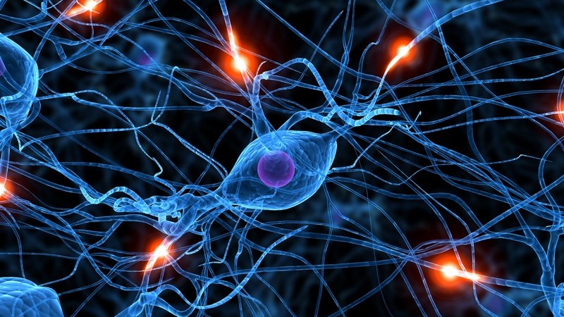 Grafik 3D Nervenzellen