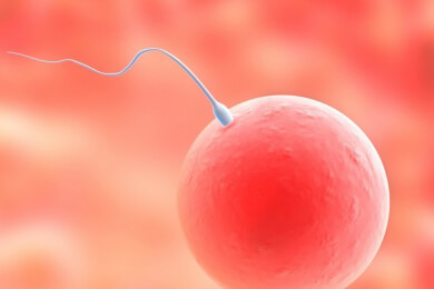 Echte Zusammenarbeit: Eizelle und Spermium arbeiten gemeinsam