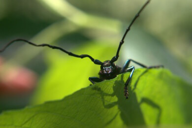 Deutsche Forscher finden heraus, wie die Venusfliegenfalle ihrer Beute Stickstoff entzieht