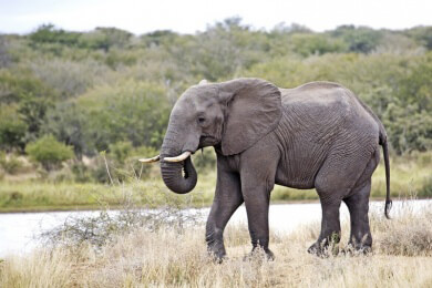 Tragischer Vorfall mit Zirkuselefant: In Frankreich reißt Elefant aus Zirkus aus und erschlägt Mann