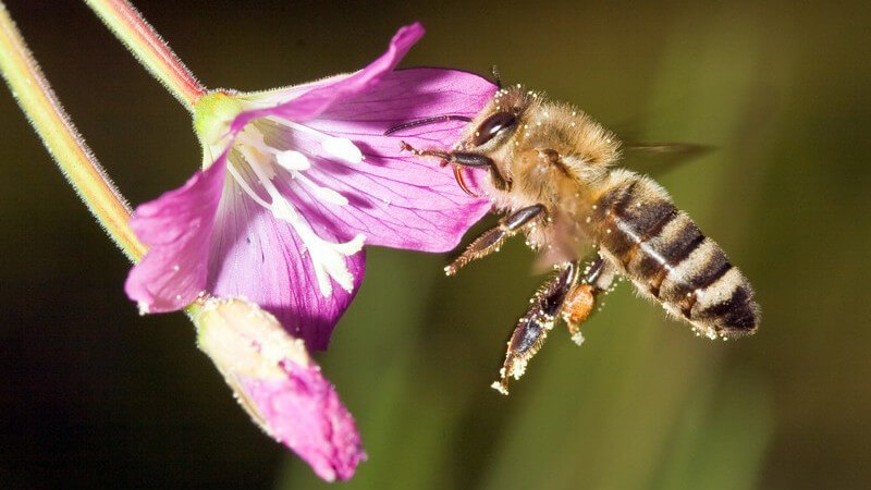Nahaufnahme Biene am Weidenröschen