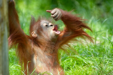 Orang-Utans planen ihre Tage im Voraus und teilen dies ihren Artgenossen über Rufe mit