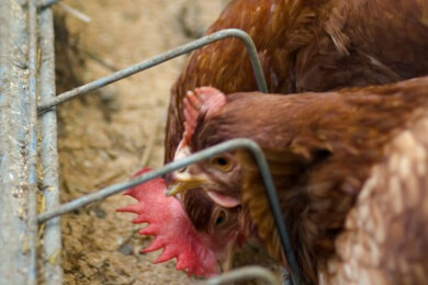 Wie erkennt man Fleisch aus artgerechter Haltung?