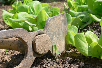 Garten im Oktober: Ideale Zeit zum Pflanzen von Wintersalat