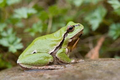 Beim Festhalten an überspülten Hängen: Der Winkerfrosch kennt Tricks um nicht zu fallen