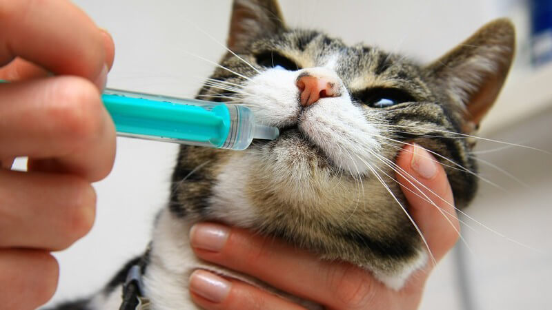 Katze bekommt Spritze in den Mund gesteckt, Tiermedizin