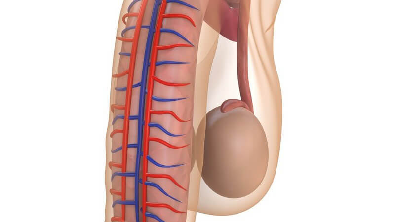 3D Grafik Penis Anatomie