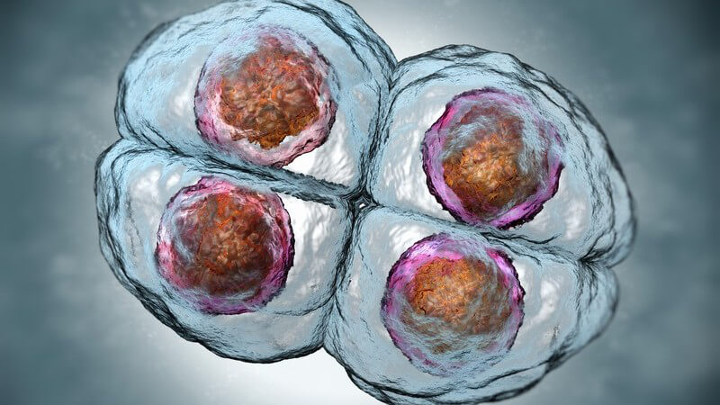 3-D-Grafik einer Zellkernteilung (Mitose), 4-Zellen-Stadium