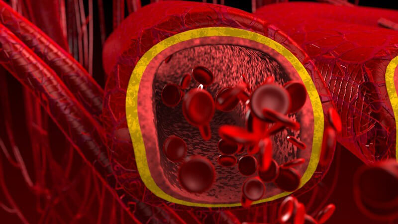 Grafik Querschnitt Blut Arterien und Venen