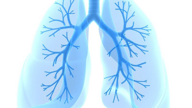 Anatomie - Grafik der Lunge mit Bronchien