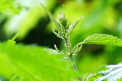 Heilmittel Spitzwegerich: Linderung bei gereizten Schleimhäuten und bei diversen Wundverletzungen