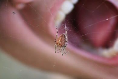 Schule in England wurde wegen Spinnenalarm geschlossen