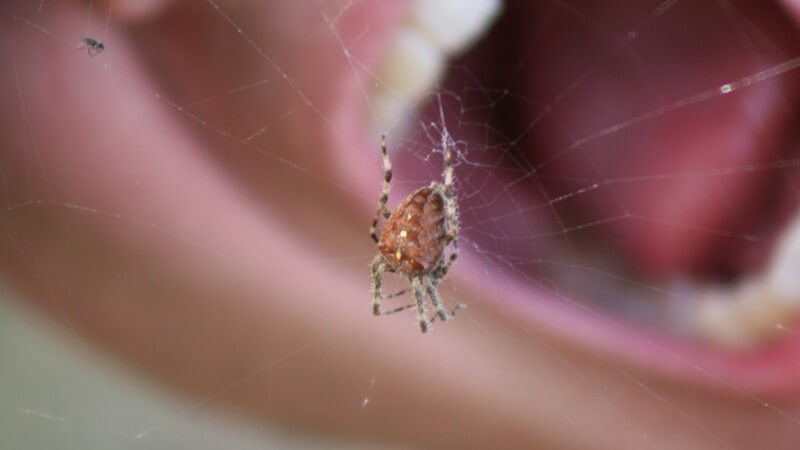 Kleine Spinne im Spinnennetz, dahinter weit aufgerissener menschlicher Mund