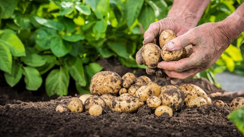 Hände ernten Kartoffeln aus dem Erdboden