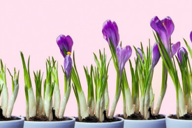 Frühlingszauber im eigenen Garten - Schöne Ideen zum Setzen von Zwiebelblumen