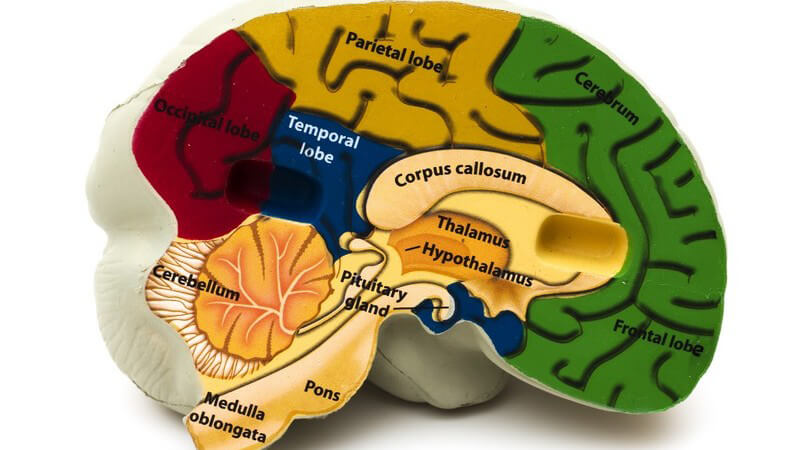 Model menschliches Gehirn, bunt, beschriftet