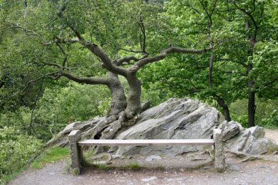 Schwarzbären in US-Nationalparks droht Futterengpass - Begegnungen mit Menschen häufen sich