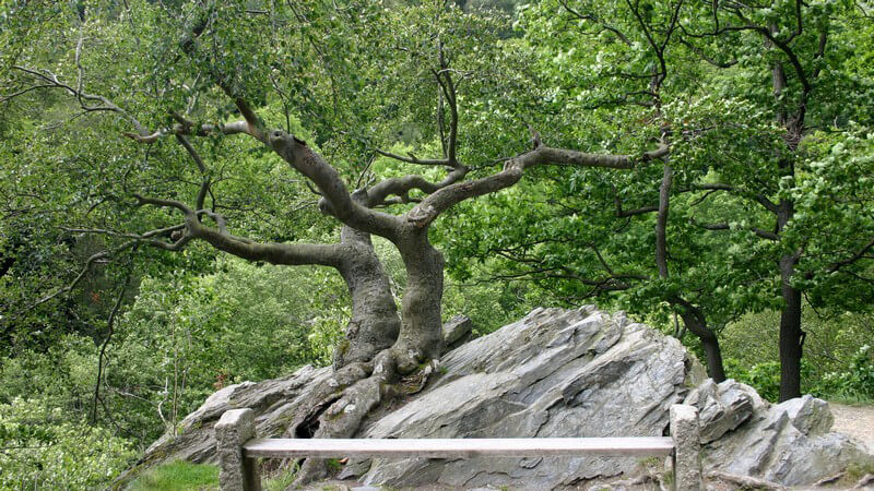 Einsame Steinbank vor Bäumen und Felsen auf Berg