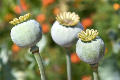 Handel mit Drogen lohnt sich - Rekord bei Opium-Anbau in Afghanistan