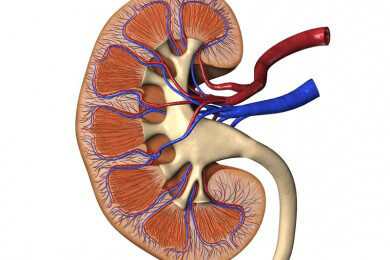 Bewährtes Mittel gegen Rheuma könnte bei dem Nierenleiden Glomerulosklerose helfen