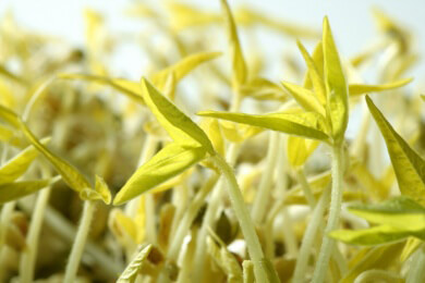 Schädlicher als Erdöl - Öko-Bilanz von Biodiesel fällt durch CO2-Emissionen schlecht aus