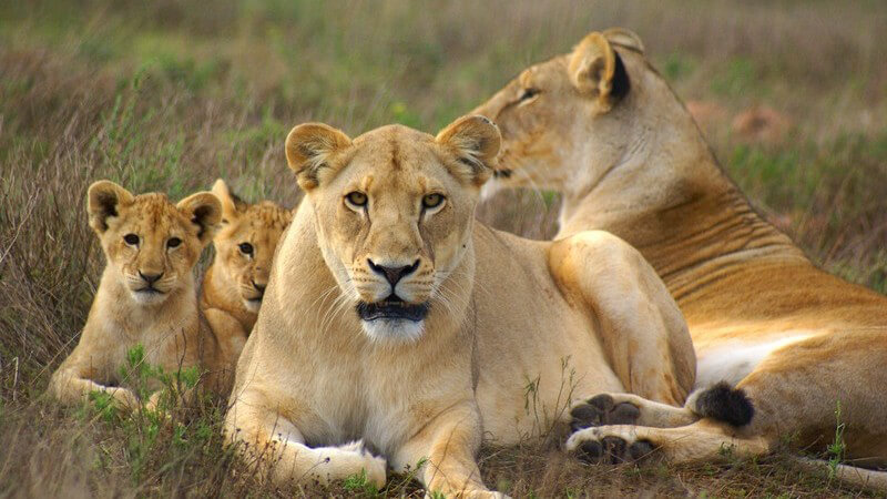 Liegende Löwen Familie in der Savanne