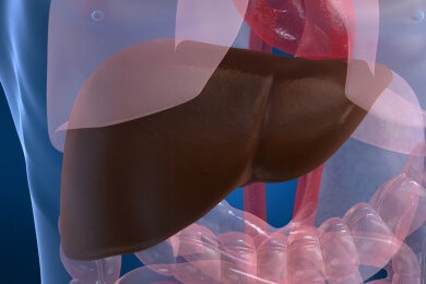 Heute ist Deutscher Lebertag - Vor allen Dingen Hepatitis bleibt eine Gefahr für die Leber