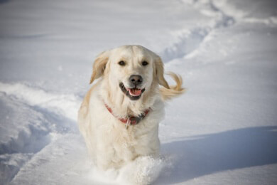 Besonders alte und dünne Hunde sollten im Winter einen Mantel tragen