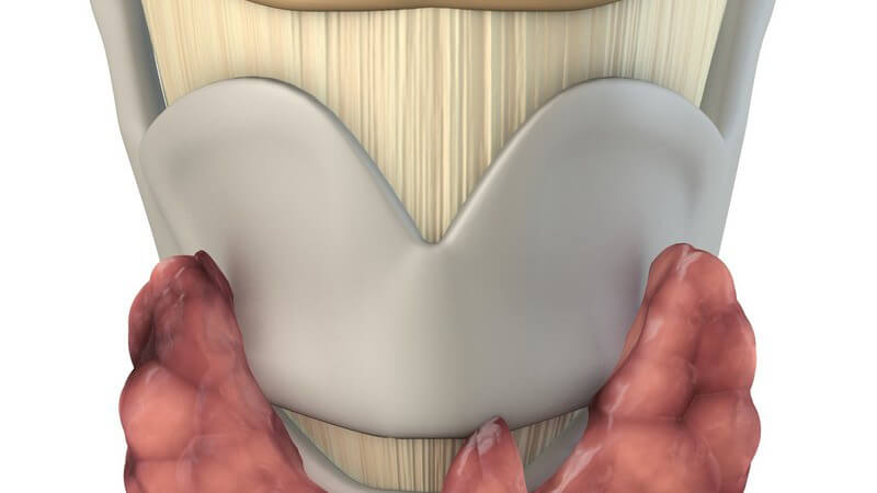 Grafik 3D menschlicher Kehlkopf auf weißem Hintergrund