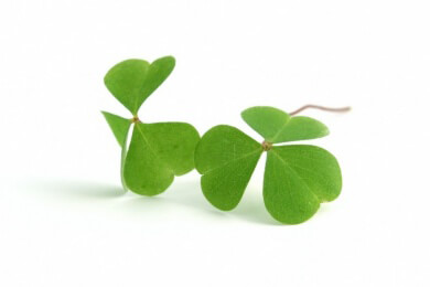 Engumschlungene Zwillinge ein Hit bei Youtube: Ein ungewöhnlicher Bund fürs Leben