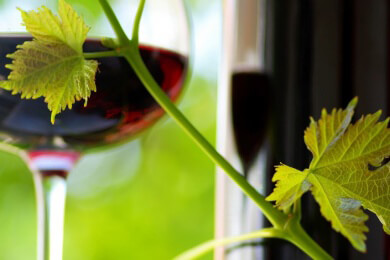 Welcher Wein zu Wild- und Pilzgerichten passt