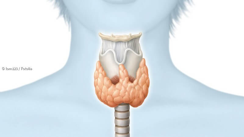 50+ Wo liegt die schilddruese bilder , Die Funktion der Schilddrüse und mögliche Erkrankungen paradisi.de