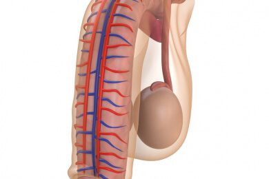 Potenz steigernde Mittel - Wirkung und mögliche Nebenwirkungen