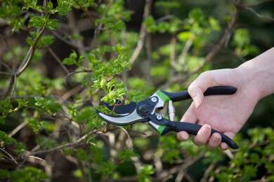 Hortensien schneiden - auf die Sorte kommt es an