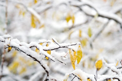 Garten im Winter - so lassen sich Frostschäden vermeiden