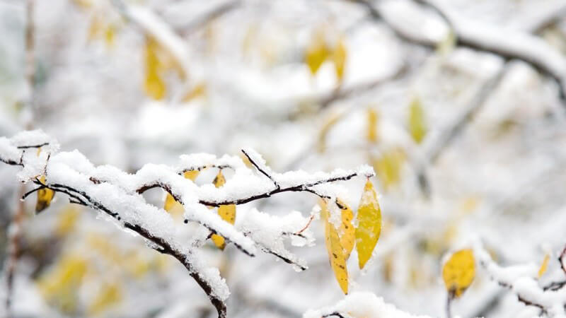 Schnee und Eis auf Holzästen, darunter gelbe Blätter