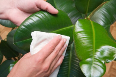 So wird die Amaryllis richtig gepflegt