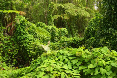 Invasion von Exoten: fremde Tiere und Pflanzen breiten sich aus