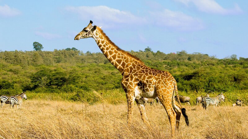 Giraffe in Wildnis, im Hintergrund Zebras