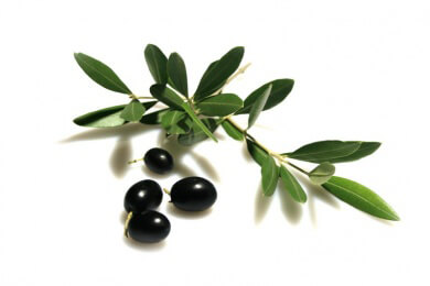 Süditaliens Olivenhaine sterben ab - Das verantwortliche Bakterium droht sich in Europa auszubreiten