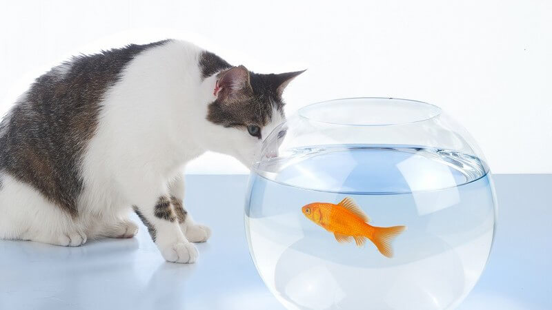 Grau-weiße Katze sitzt vor großer Glasschüssel, in der ein Goldfisch schwimmt