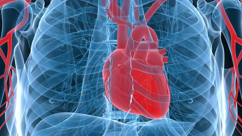 Grafik 3D Herz in blauem Brustkorb